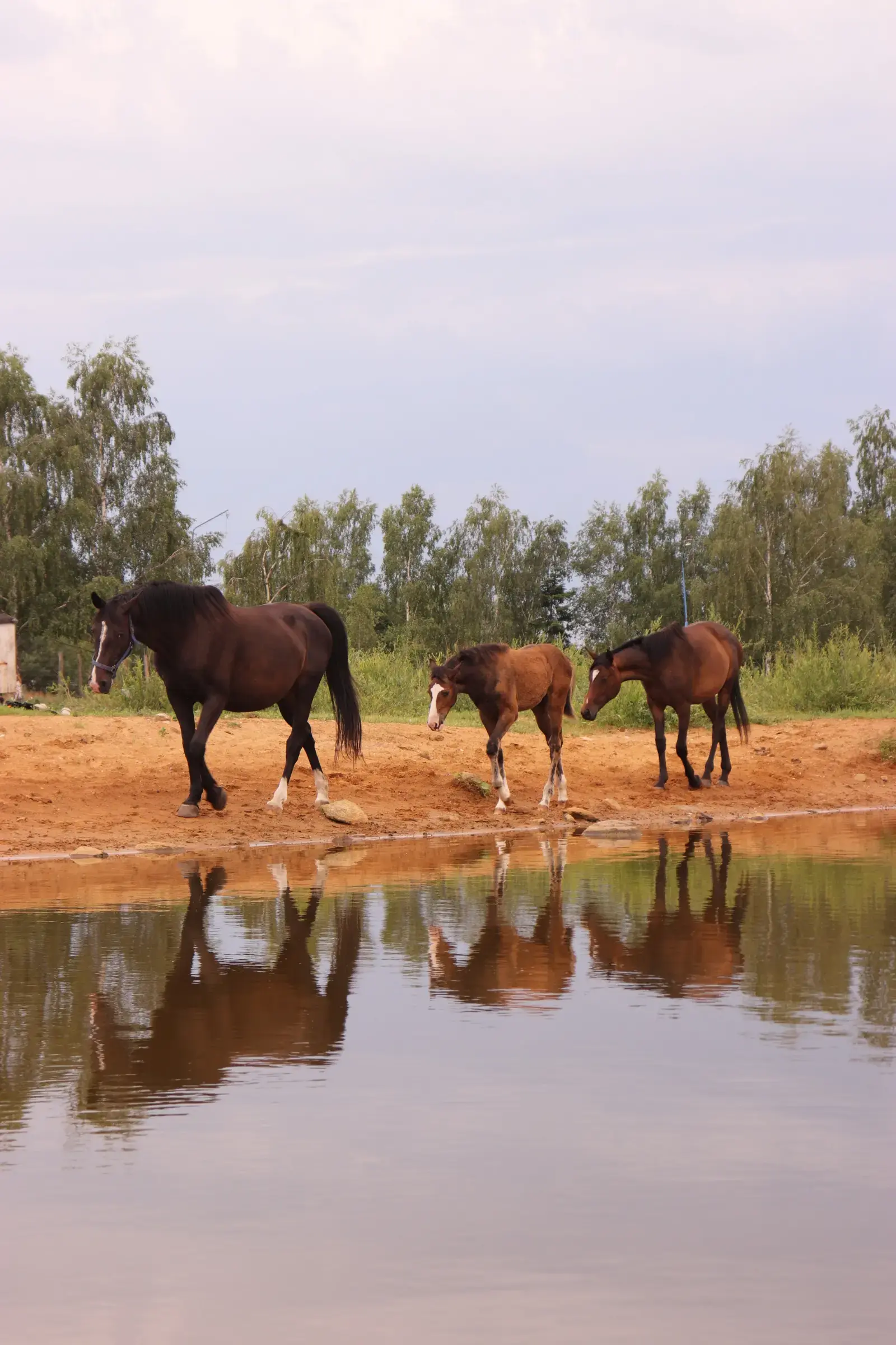 Konie nad wodą o zmierzchu na pastwisku stajni Tradycja Siedlnica